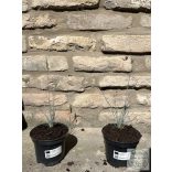 Blauschwingel – Elijah Blue - Festuca glauca