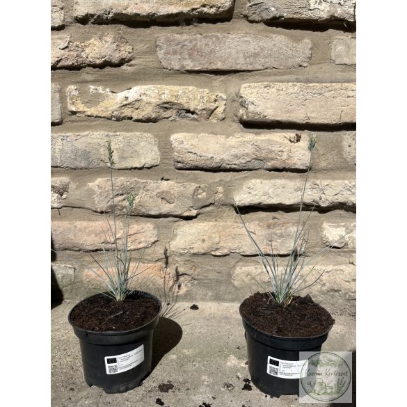 Blauschwingel – Elijah Blue - Festuca glauca