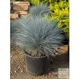 Blauschwingel – Elijah Blue - Festuca glauca