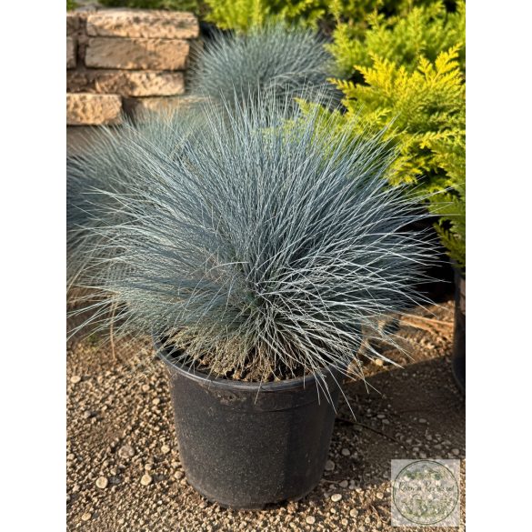 Blauschwingel – Elijah Blue - Festuca glauca