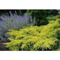 Juniperus media 'Golden Saucer' -  Wacholder