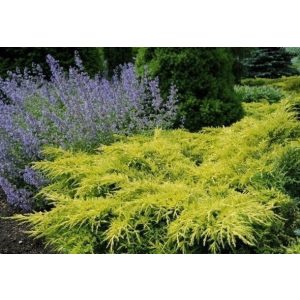 Juniperus media 'Golden Saucer' -  Wacholder