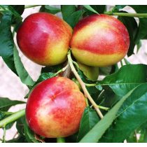 Nektarine – Flavortop – Prunus persica var. Nucipersica