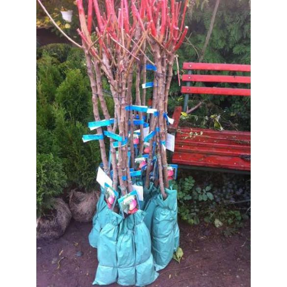 Nektarine – Flavortop – Prunus persica var. Nucipersica