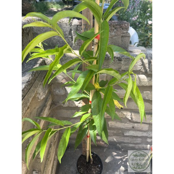 Nektarine – Flavortop – Prunus persica var. nucipersica – im Container