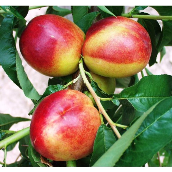 Nektarine – Flavortop – Prunus persica var. nucipersica – im Container
