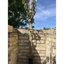 Quitte ‘Birnenquitte’ Sorte: Bereczker- Cydonia oblonga