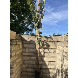 Quitte ‘Birnenquitte’ Sorte: Bereczker- Cydonia oblonga