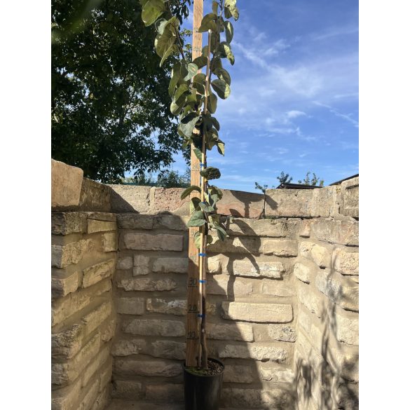 Quitte ‘Birnenquitte’ Sorte: Bereczker- Cydonia oblonga