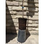 Quitte ‘Birnenquitte’ Sorte: Bereczker- Cydonia oblonga