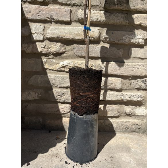 Quitte ‘Birnenquitte’ Sorte: Bereczker- Cydonia oblonga