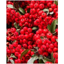 Pyracantha coccinea 'Red Column' - rote Feuerdorn