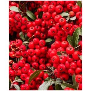 Pyracantha coccinea 'Red Column' - rote Feuerdorn