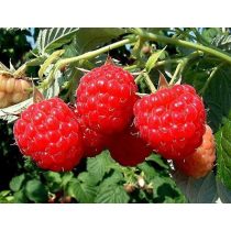 Himbeeren – Fertőder zenit - Rubus idaeus
