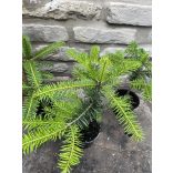 Nordmanntanne, Weihnachtsbaum - Abies nordmanniana