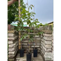 Walnuss Milotai 10 Veredelung – Juglans regia