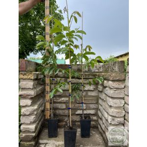 Walnuss Milotai 10 Veredelung – Juglans regia