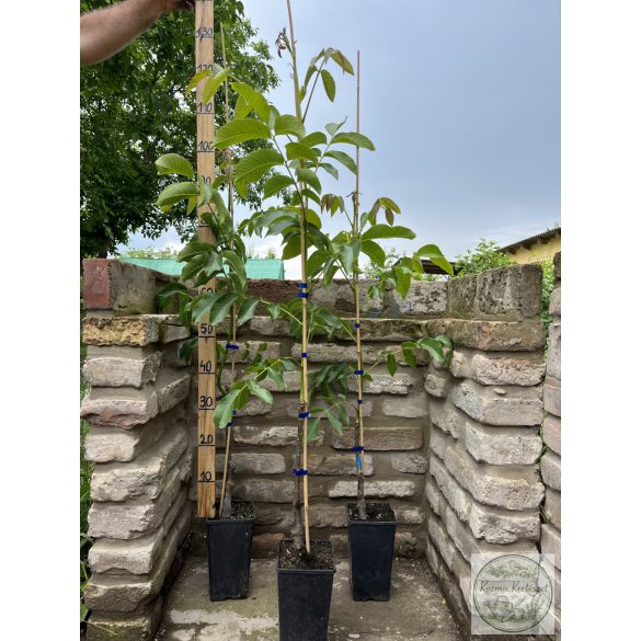 Walnuss Milotai 10 Veredelung – Juglans regia