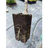 Walnuss Milotai 10 Veredelung – Juglans regia