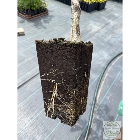 Walnuss Milotai 10 Veredelung – Juglans regia
