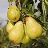 Sommerbirne – Williams Christbirne – Pyrus