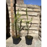 Waldkiefer – Pinus sylvestris
