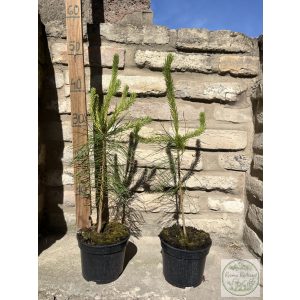 Waldkiefer – Pinus sylvestris