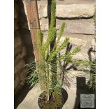 Waldkiefer – Pinus sylvestris