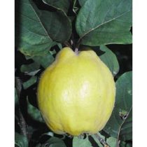 Quitte ‘Birnenquitte’ Sorte: Bereczker- Cydonia oblonga