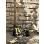 Salvia officinalis 'Tricolor' - buntblättriger Arznei-Salbei