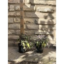   Salvia officinalis 'Tricolor' - buntblättriger Arznei-Salbei