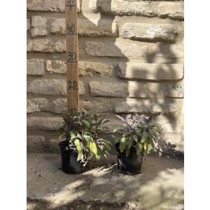 Salvia officinalis 'Tricolor' - buntblättriger Arznei-Salbei