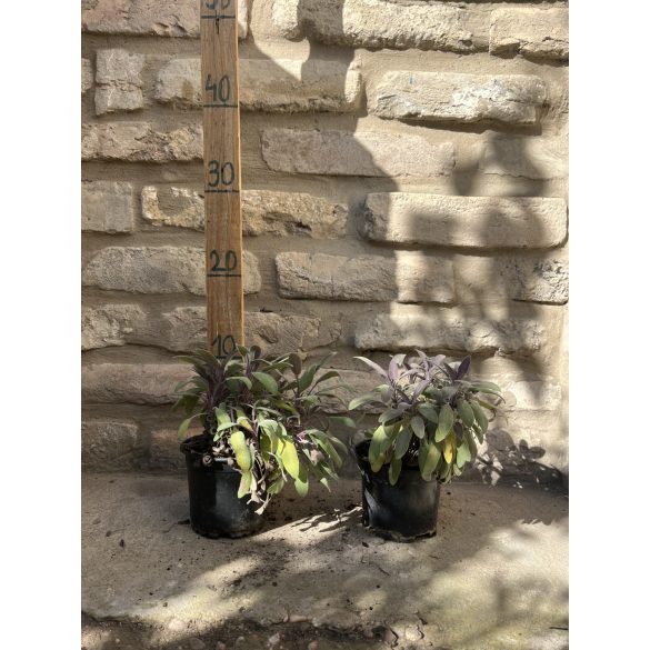 Salvia officinalis 'Tricolor' - buntblättriger Arznei-Salbei