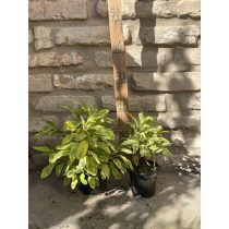   Salvia officinalis 'Aurea' - goldgelbe Arznei-Salbei