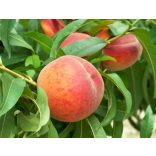 Pfirsich 'Early Redhaven' – Prunus persica – im Container