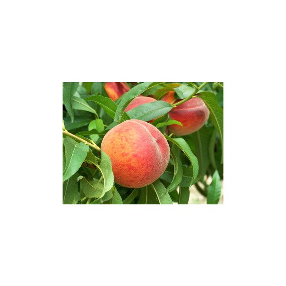 Pfirsich 'Early Redhaven' – Prunus persica – im Container