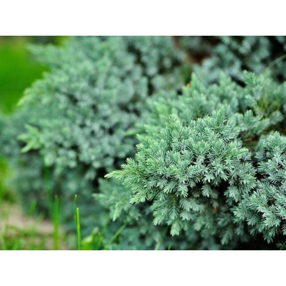 Juniperus squamata 'Blue Carpet' -  kriechender Wacholder