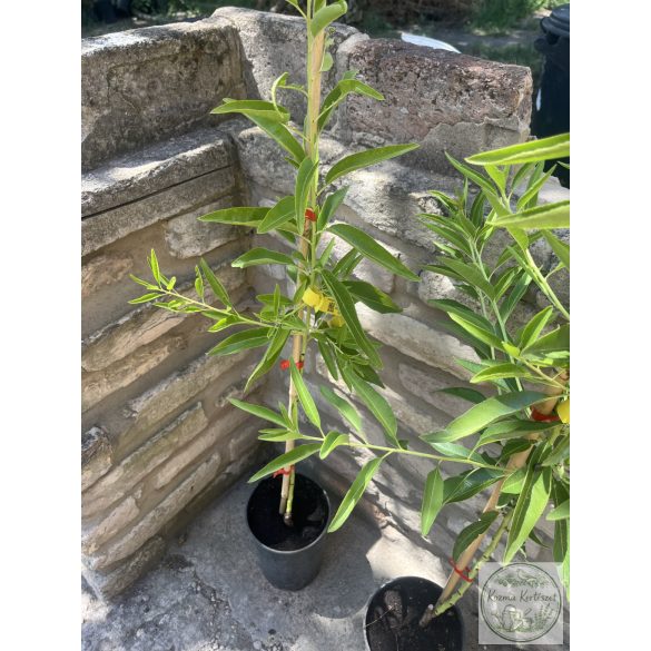 Mandel 'Tétényi rekord' – Prunus dulcis – im Container