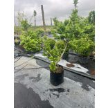 Ulmus elegantissima 'Jacqueline Hillier' - Zwergulme