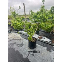   Ulmus elegantissima 'Jacqueline Hillier' - Zwergulme