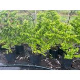 Ulmus elegantissima 'Jacqueline Hillier' - Zwergulme