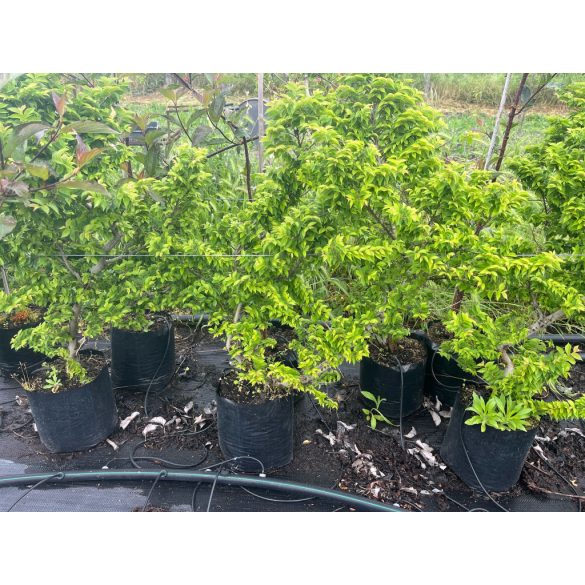 Ulmus elegantissima 'Jacqueline Hillier' - Zwergulme