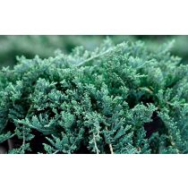  Juniperus horizontalis 'Wiltonii' - Kriechwacholder