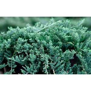 Juniperus horizontalis 'Wiltonii' - Kriechwacholder