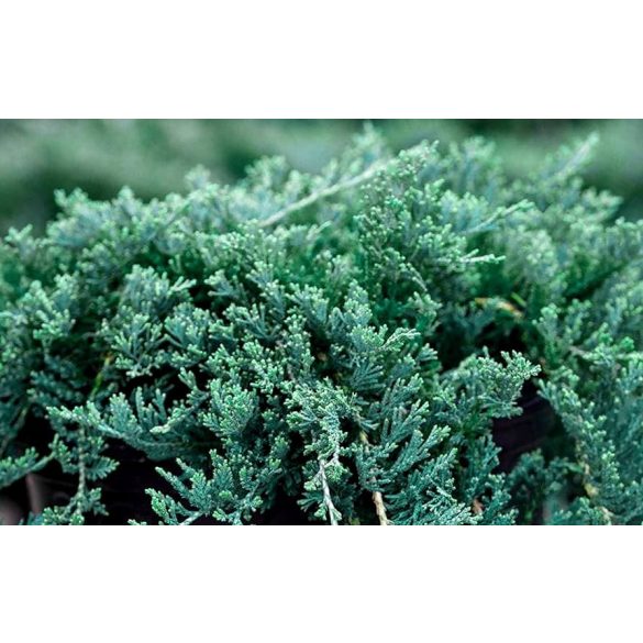 Juniperus horizontalis 'Wiltonii' - Kriechwacholder