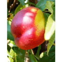 Nektarine – Venus – Prunus persica var. Nucipersica