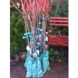 Nektarine – Venus – Prunus persica var. Nucipersica