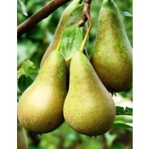 Herbstbirne – Conferencebirne – Pyrus