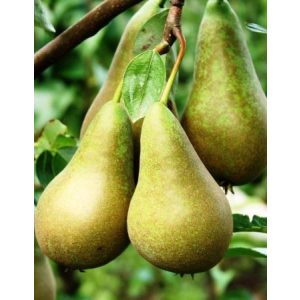 Herbstbirne – Conferencebirne – Pyrus