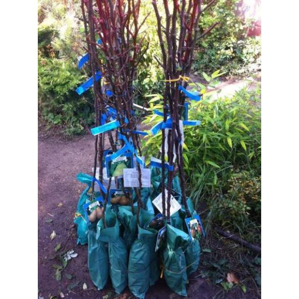 Herbstbirne – Conferencebirne – Pyrus